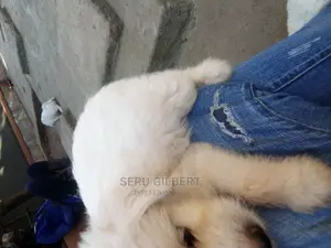Photo - 0-1 month Male Purebred Maltese