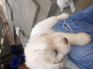 Photo - 0-1 month Male Purebred Maltese