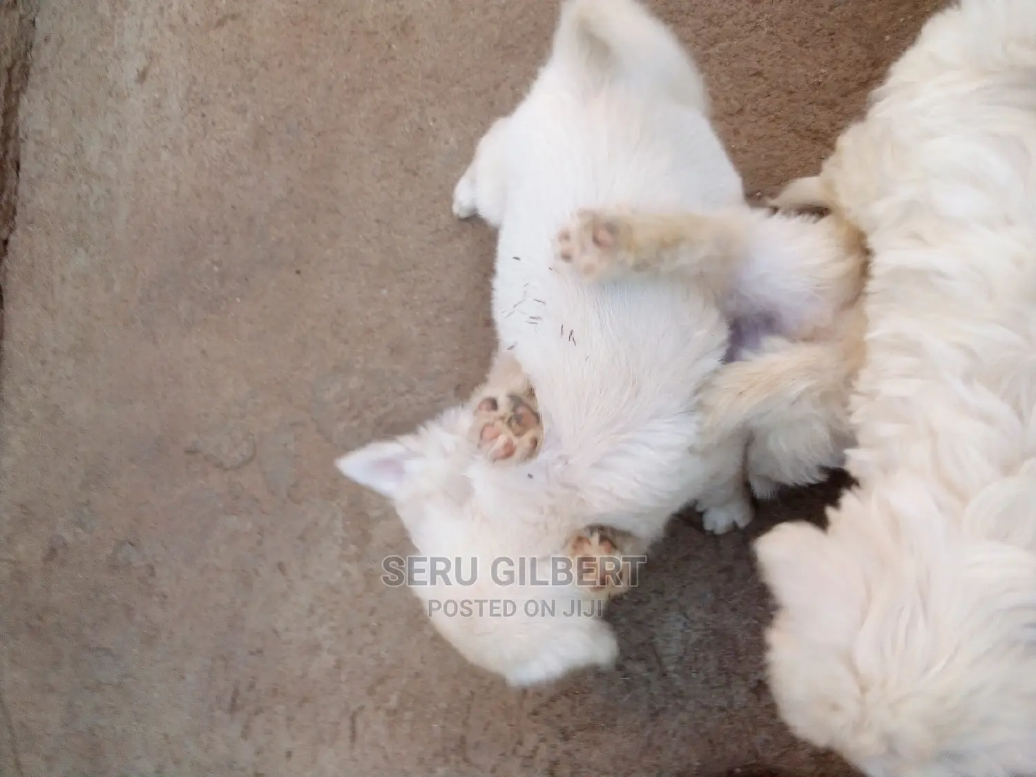0-1 month Male Purebred Maltese
