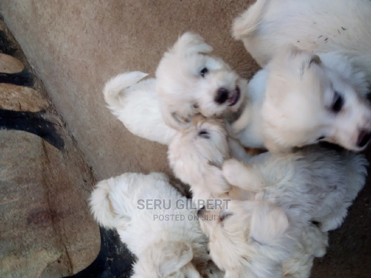 0-1 month Male Purebred Maltese