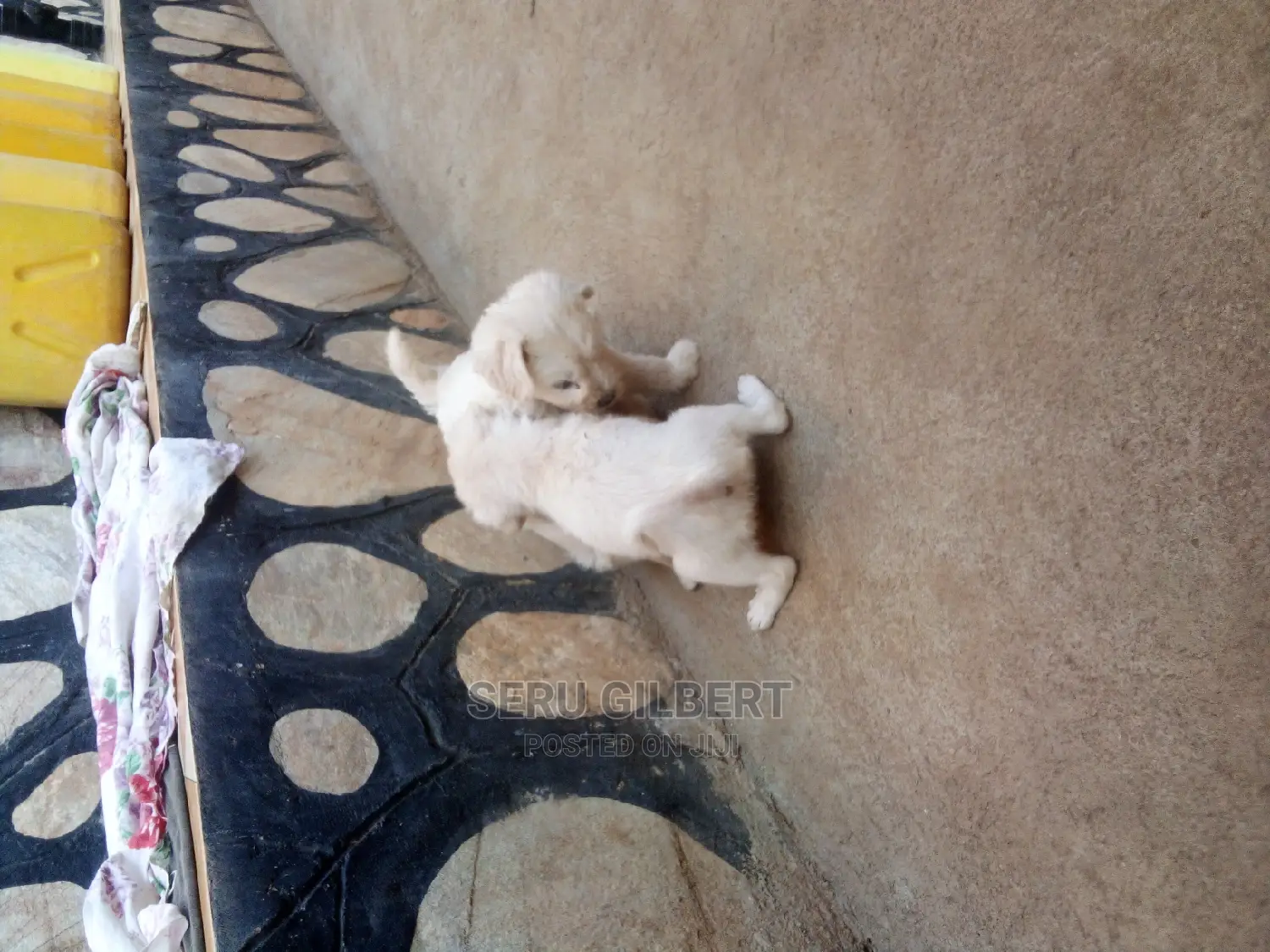 0-1 month Male Purebred Maltese