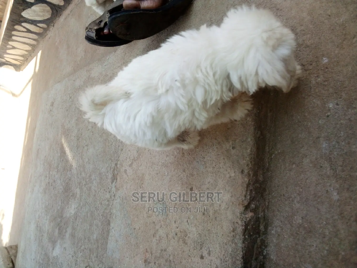 3-6 months Male Purebred Maltese