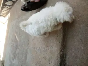 3-6 months Male Purebred Maltese
