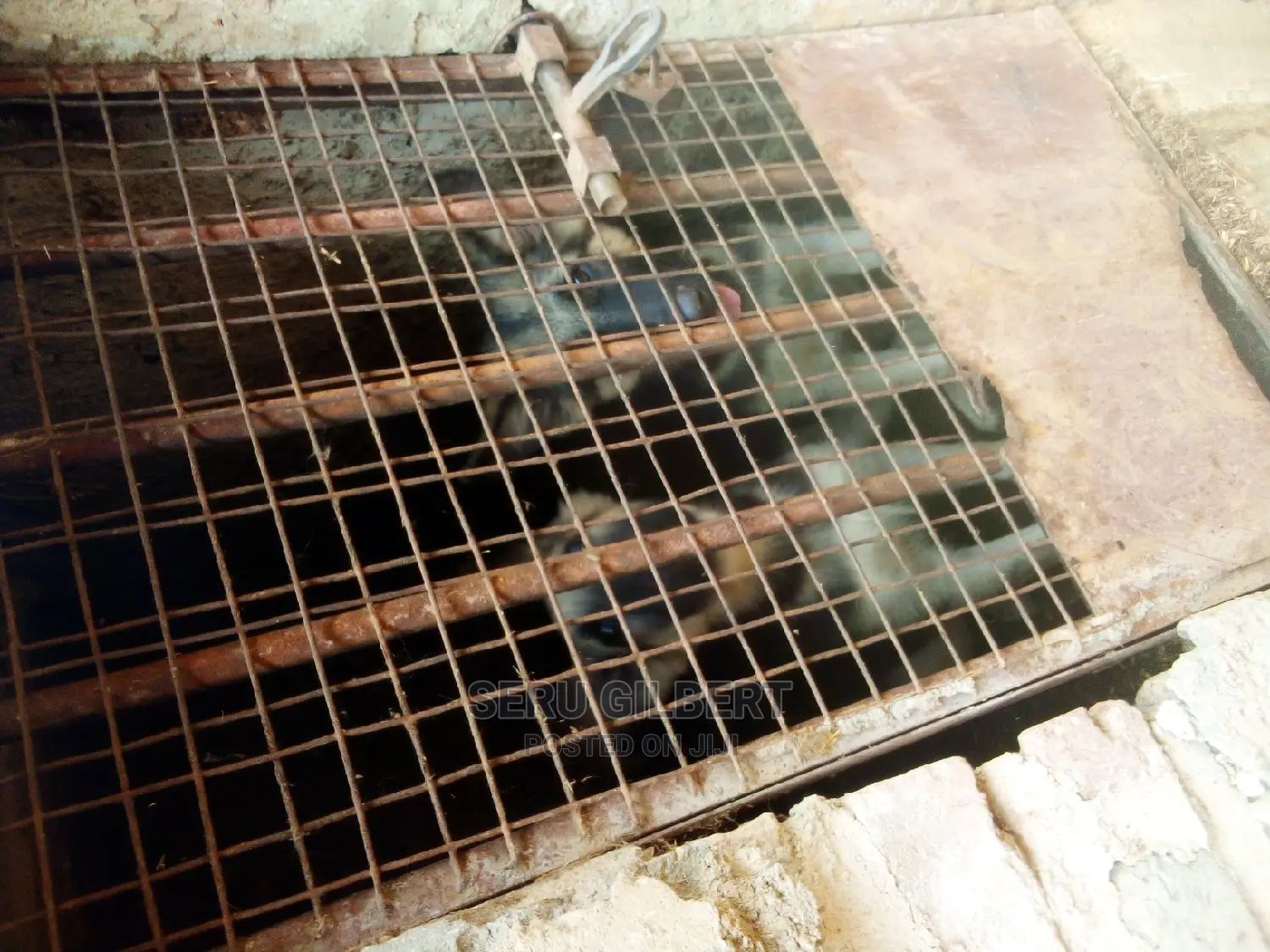 3-6 months Male Purebred German Shepherd