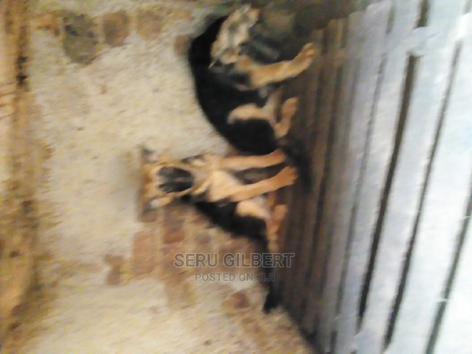 1-3 months Female Purebred German Shepherd