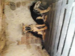 1-3 months Female Purebred German Shepherd