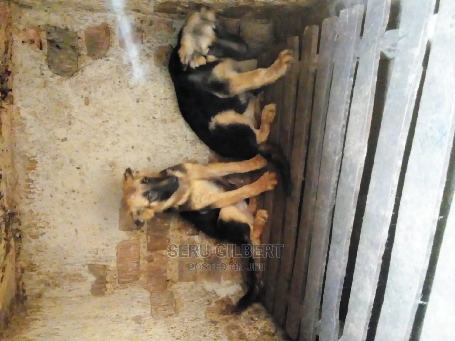 1-3 months Male Purebred German Shepherd