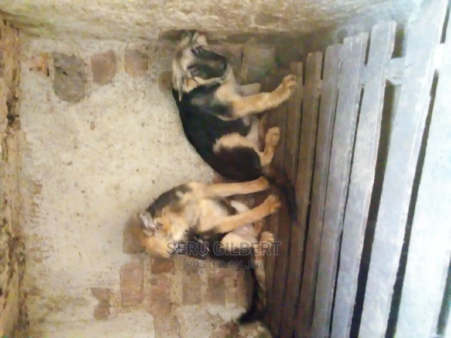 3-6 months Female Purebred German Shepherd