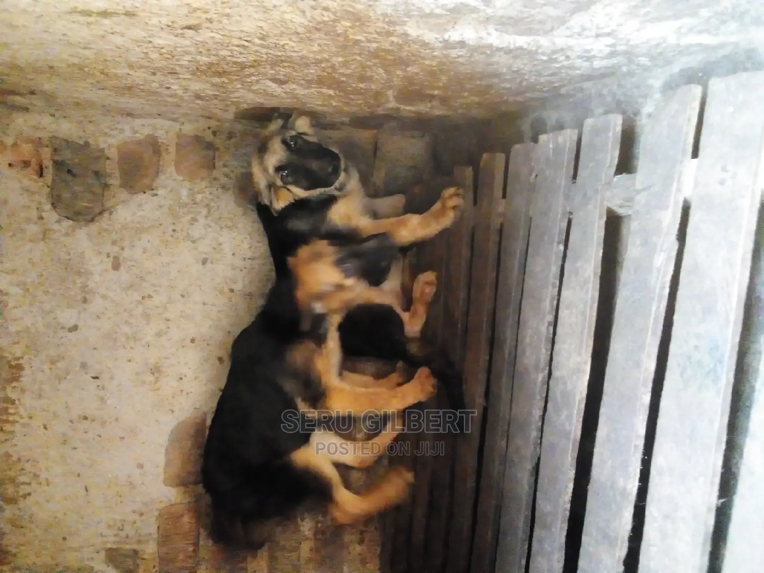 1-3 months Female Purebred German Shepherd