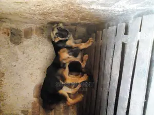 1-3 months Female Purebred German Shepherd