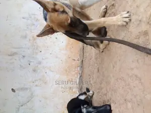 3-6 months Male Purebred German Shepherd