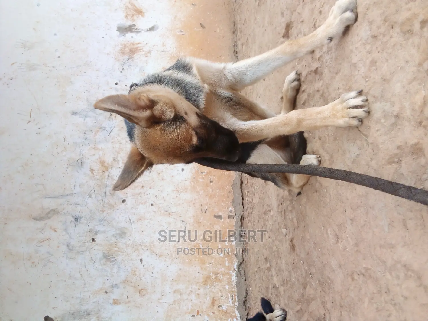 3-6 months Male Purebred German Shepherd
