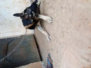 0-1 month Male Purebred German Shepherd