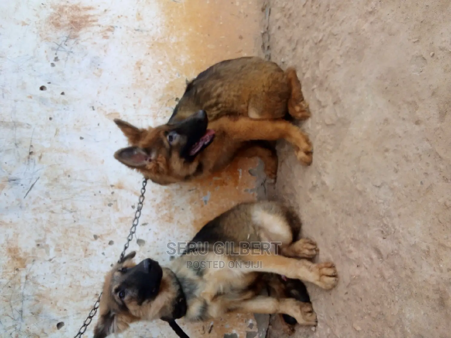 3-6 months Male Purebred German Shepherd