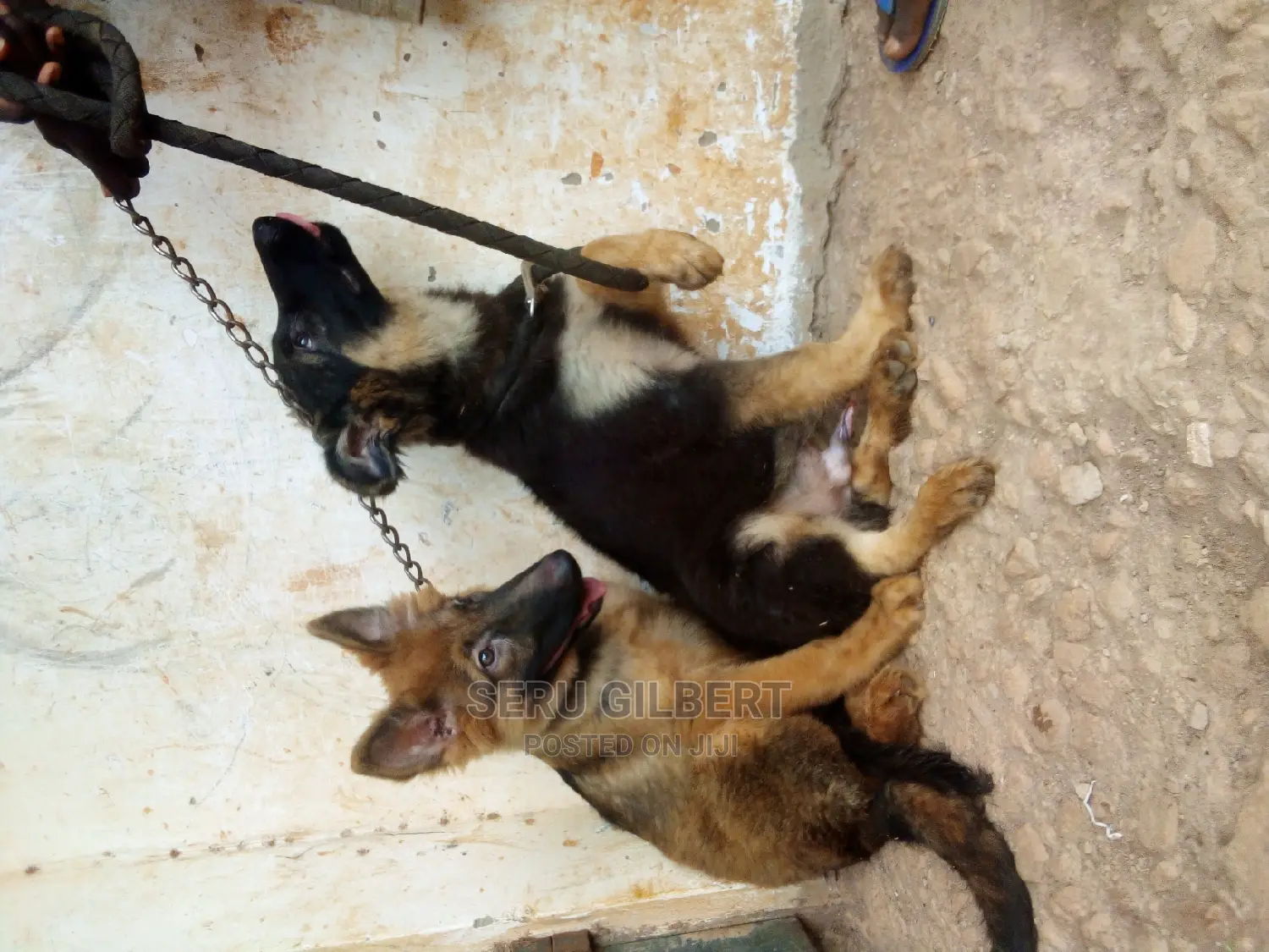 3-6 months Male Purebred German Shepherd
