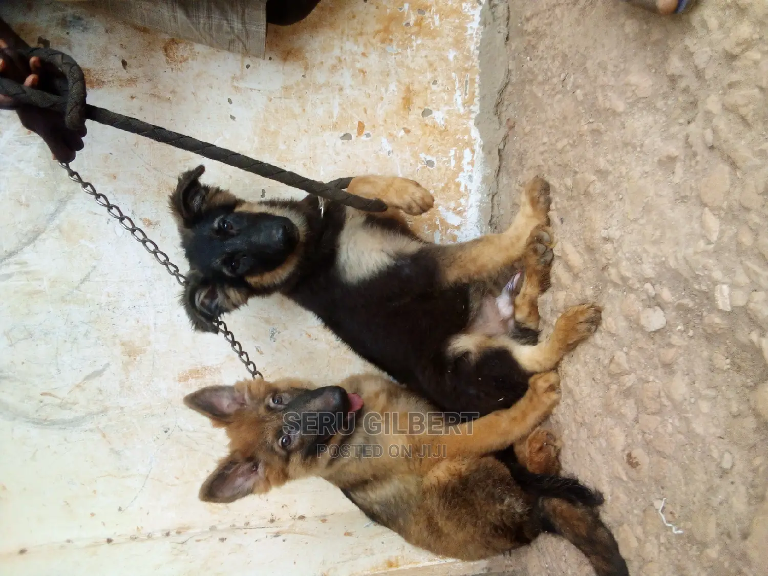 3-6 months Male Purebred German Shepherd