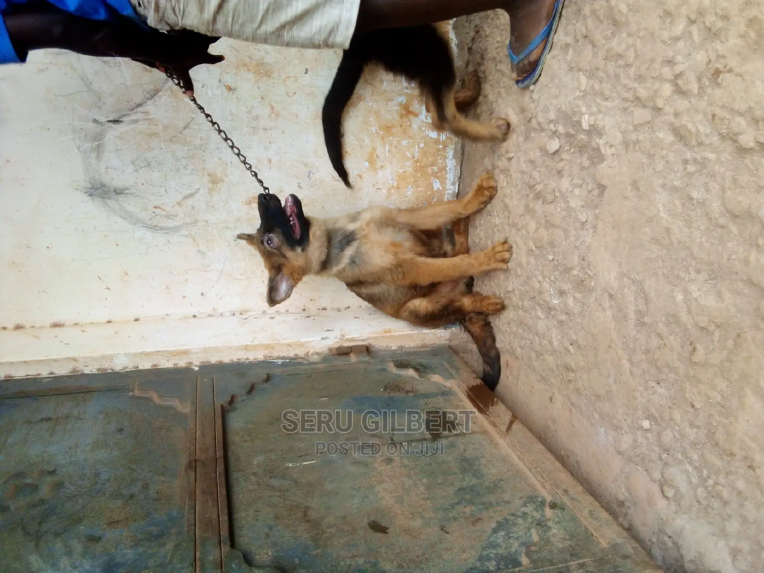 3-6 months Male Purebred German Shepherd