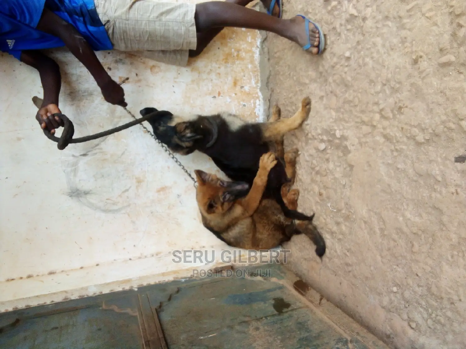 3-6 months Male Purebred German Shepherd