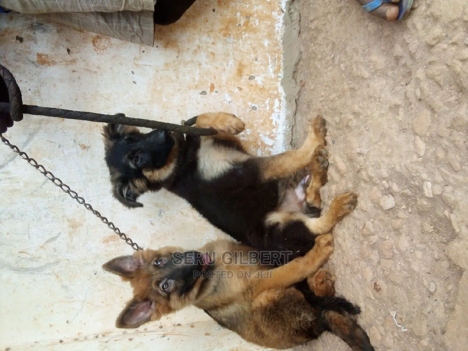 1-3 months Male Purebred German Shepherd
