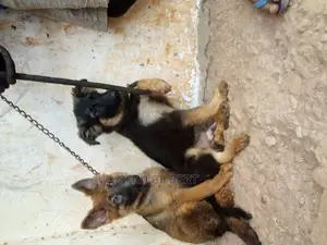 1-3 months Male Purebred German Shepherd