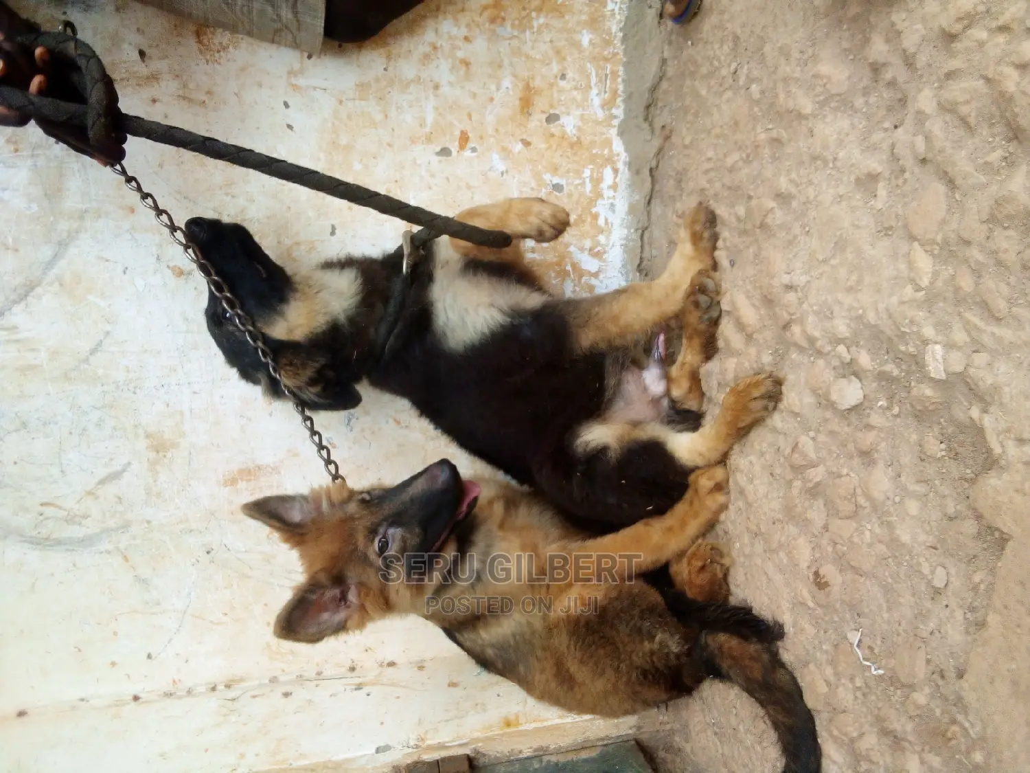1-3 months Male Purebred German Shepherd