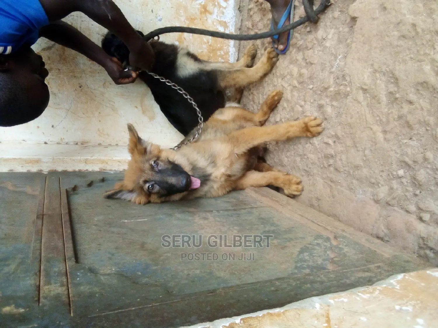 1-3 months Male Purebred German Shepherd