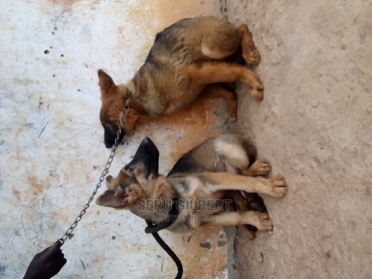 3-6 months Male Purebred German Shepherd