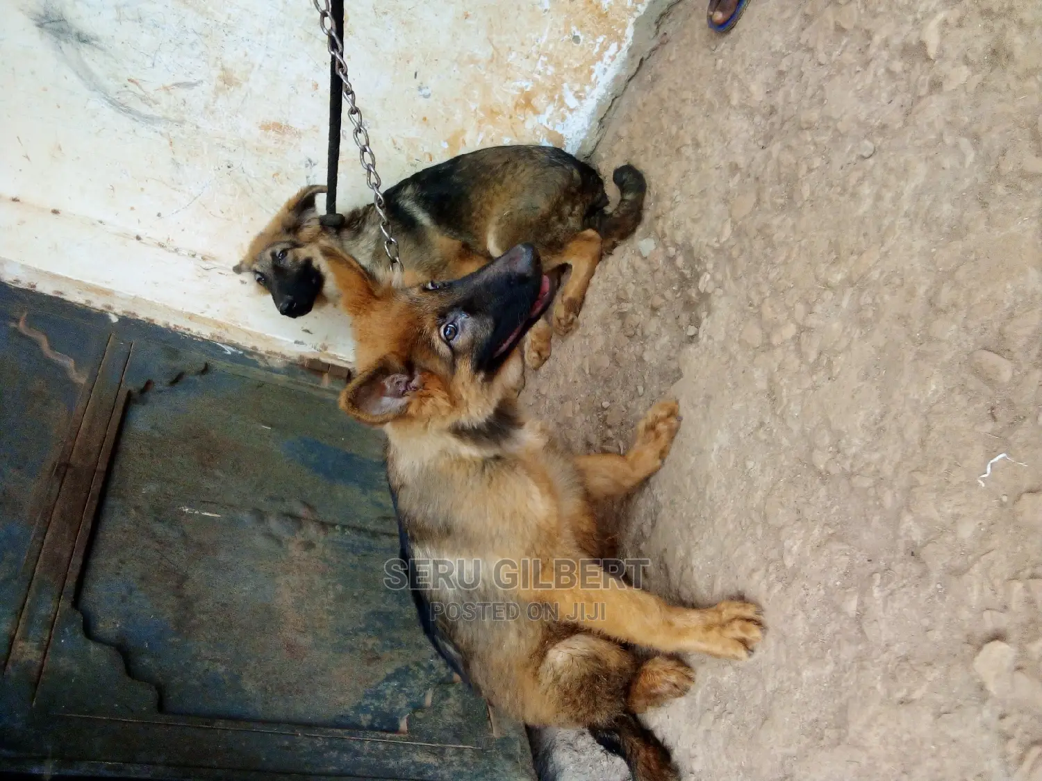 3-6 months Male Purebred German Shepherd