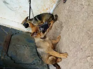 3-6 months Male Purebred German Shepherd