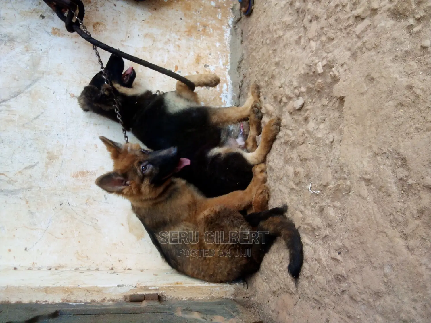 3-6 months Male Purebred German Shepherd