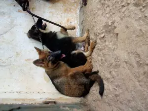 3-6 months Male Purebred German Shepherd