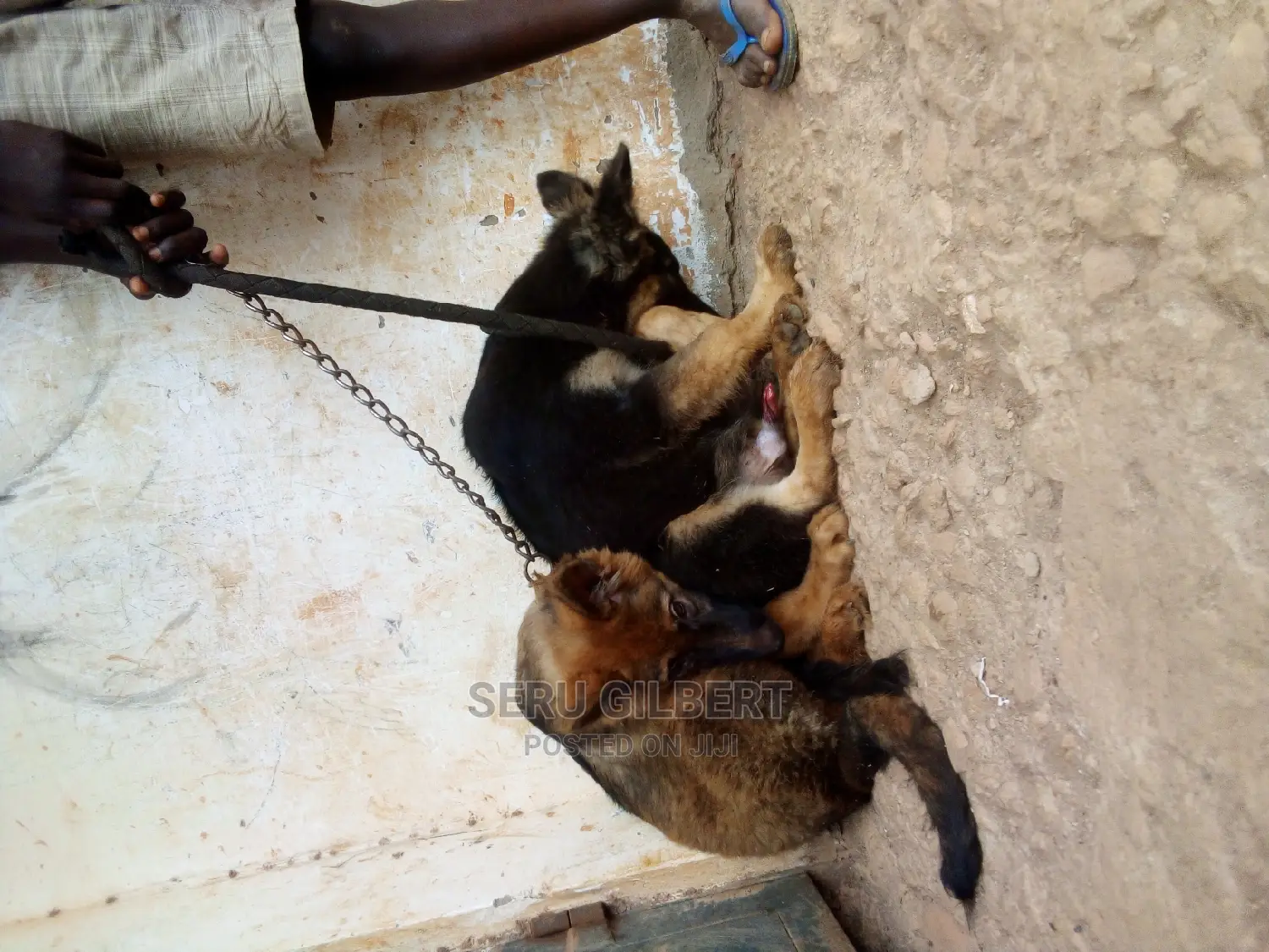 3-6 months Male Purebred German Shepherd