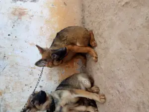 1-3 months Male Purebred German Shepherd
