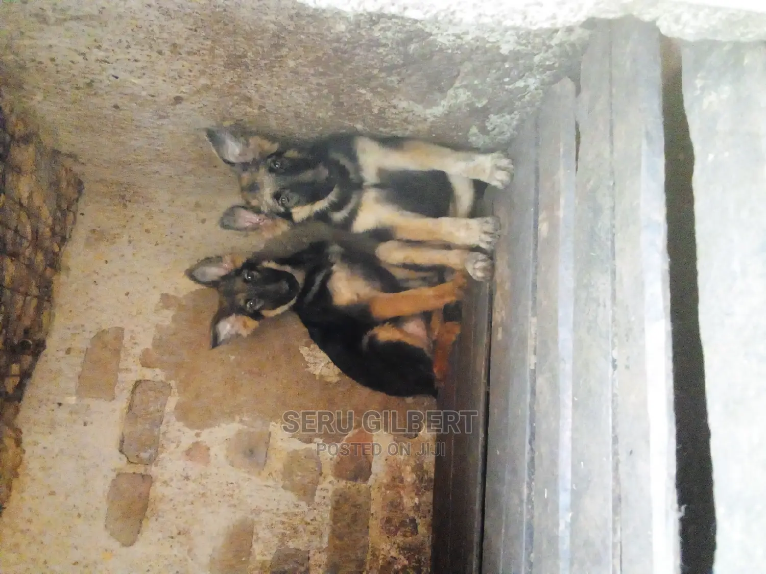1-3 months Male Purebred German Shepherd