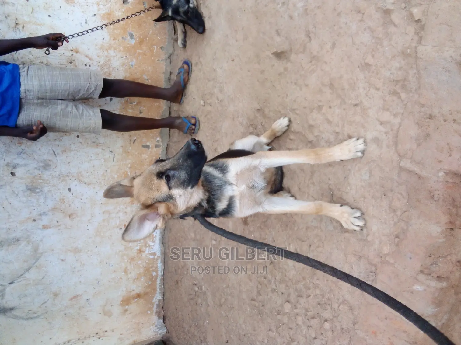 1-3 months Male Purebred German Shepherd