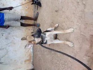 1-3 months Male Purebred German Shepherd