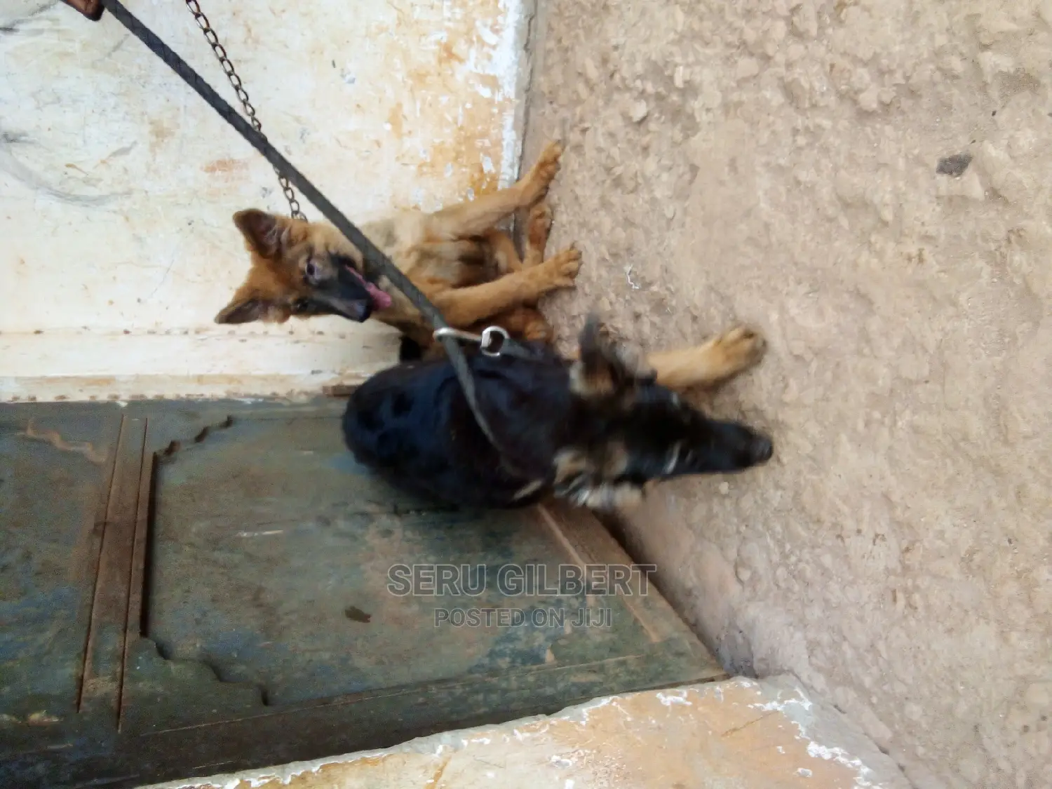 3-6 months Male Purebred German Shepherd