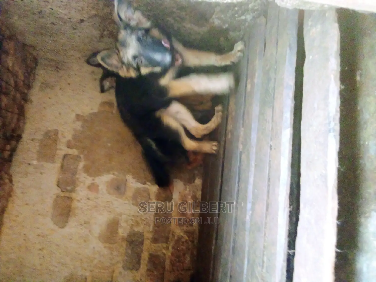 1-3 months Male Purebred German Shepherd