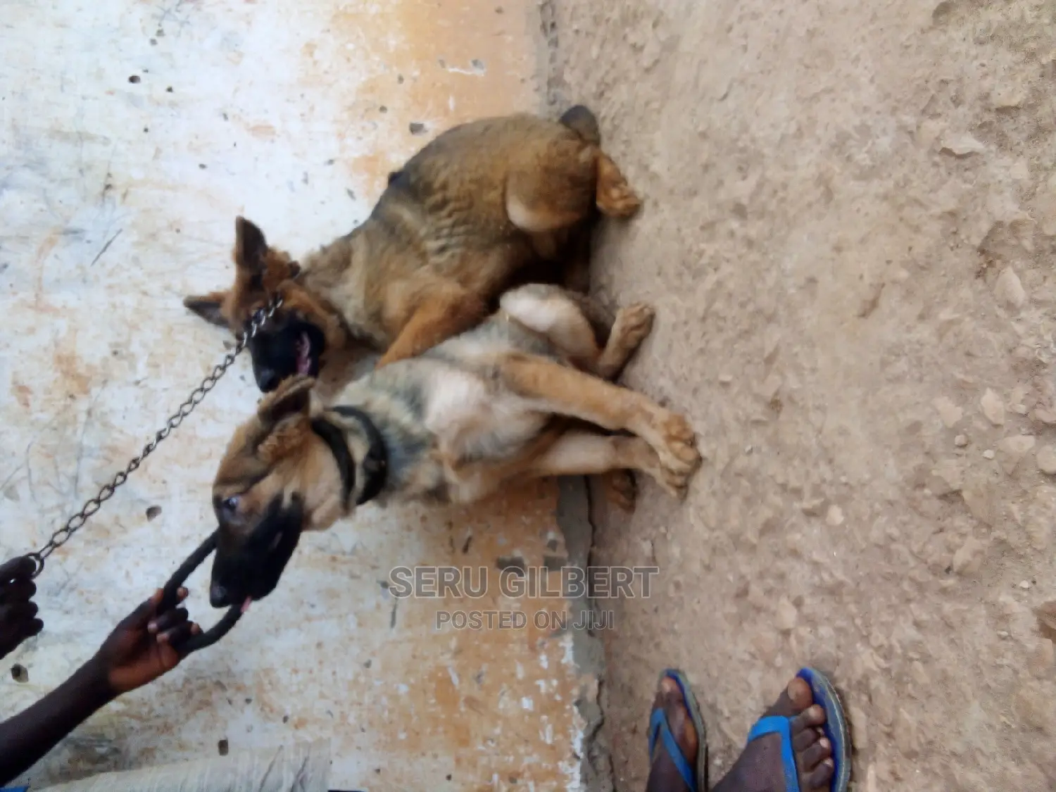 1-3 months Male Purebred German Shepherd