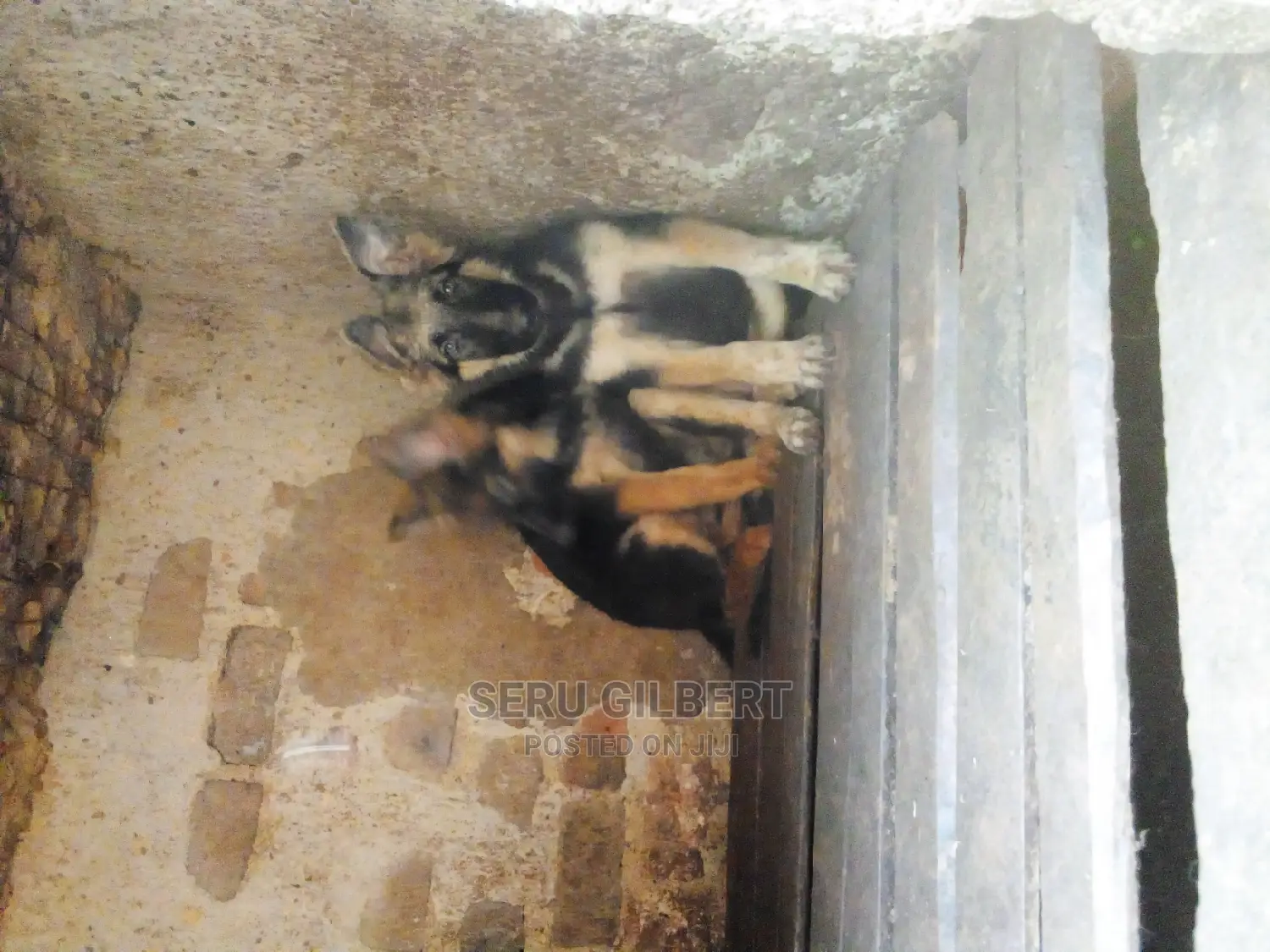 3-6 months Male Purebred German Shepherd