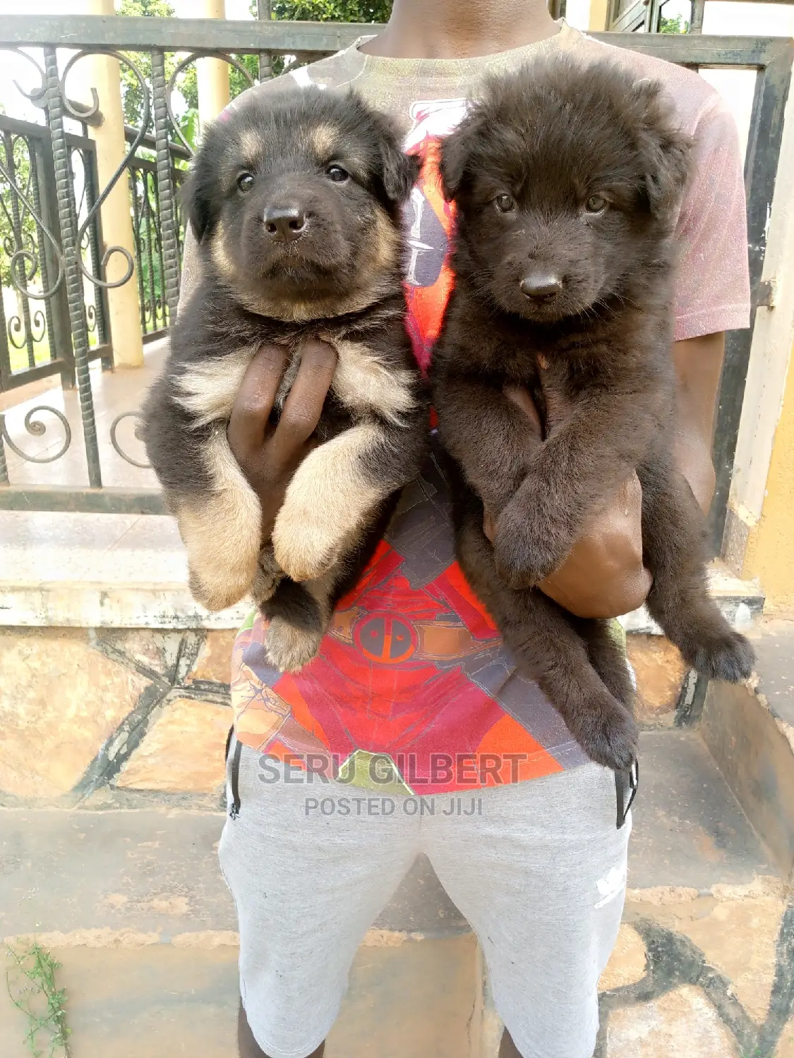 1-3 months Male Purebred German Shepherd