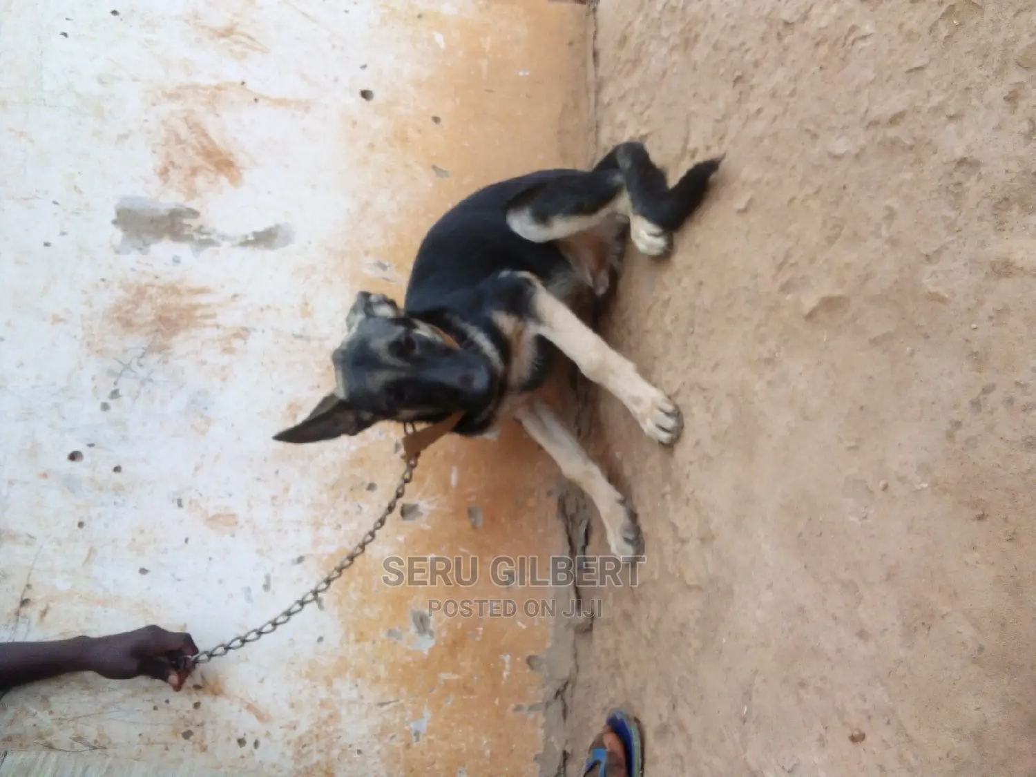 3-6 months Male Purebred German Shepherd