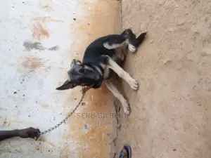 3-6 months Male Purebred German Shepherd