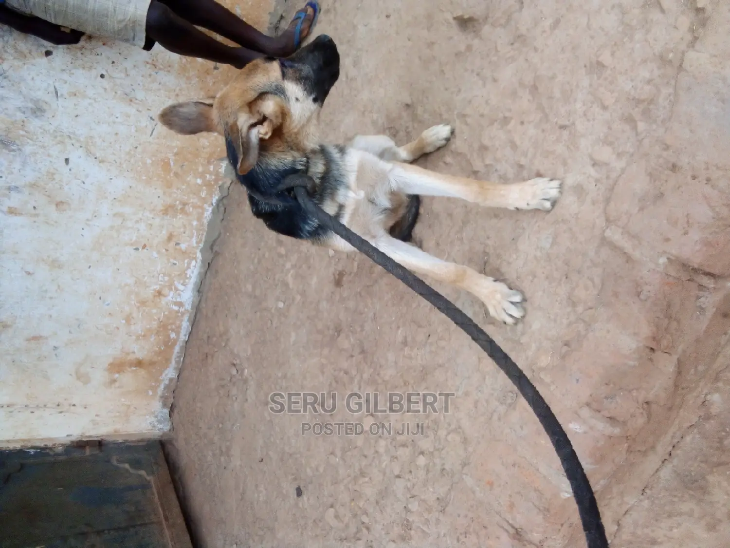 1-3 months Male Purebred German Shepherd