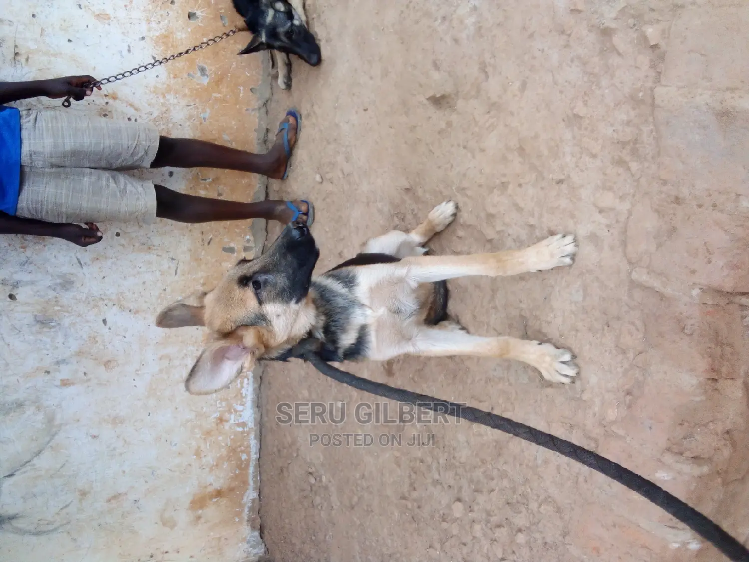 3-6 months Male Purebred German Shepherd