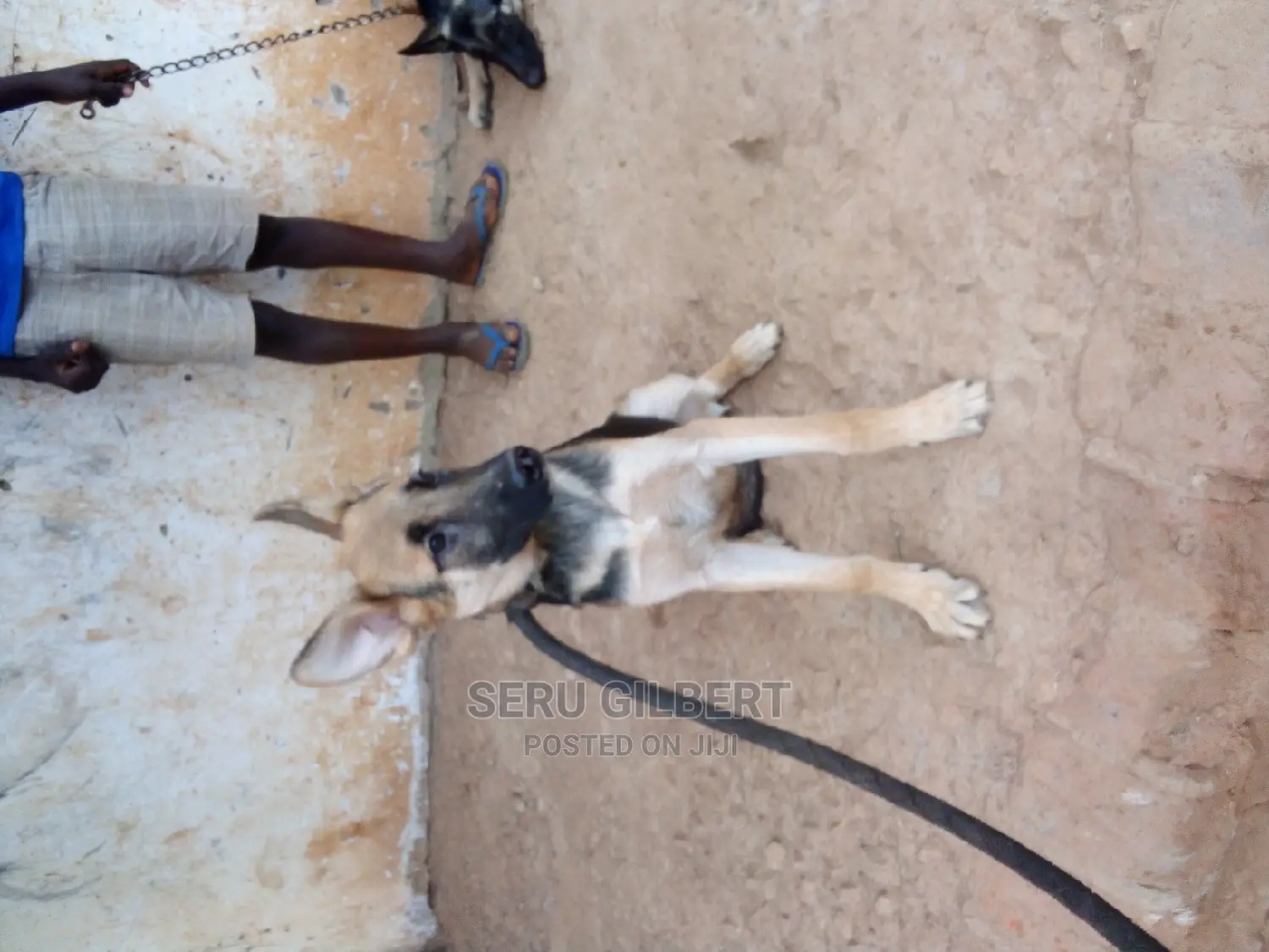 3-6 months Male Purebred German Shepherd