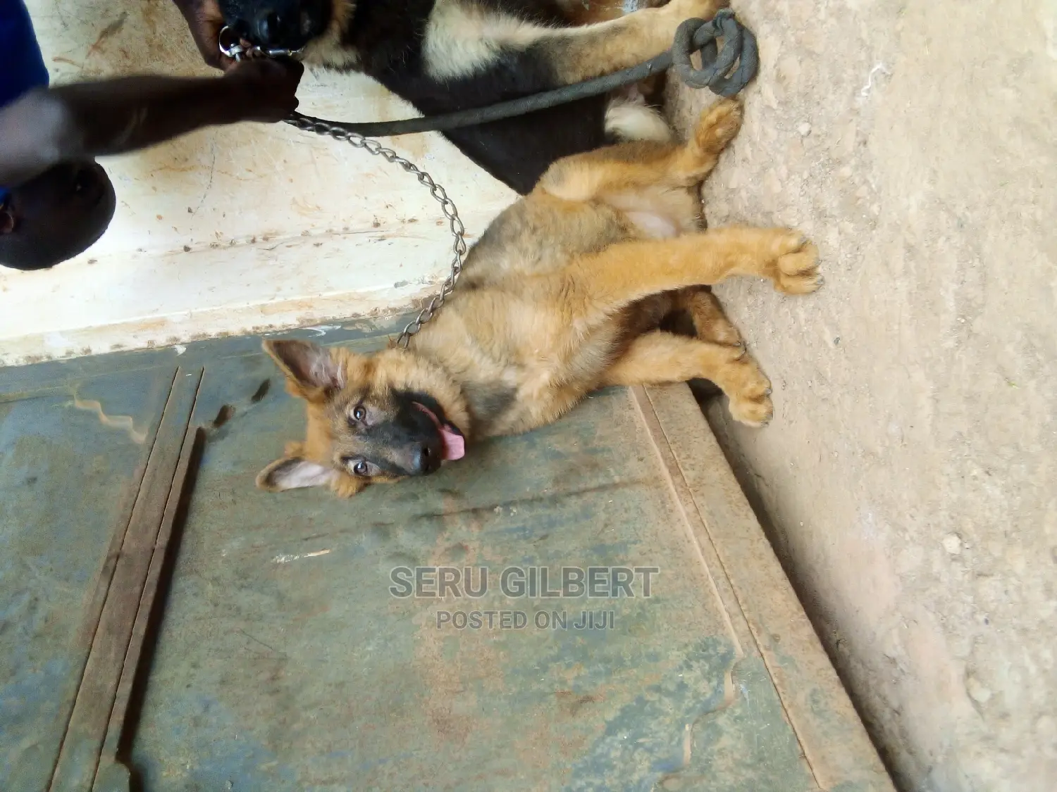3-6 months Male Purebred German Shepherd