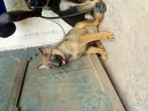 3-6 months Male Purebred German Shepherd