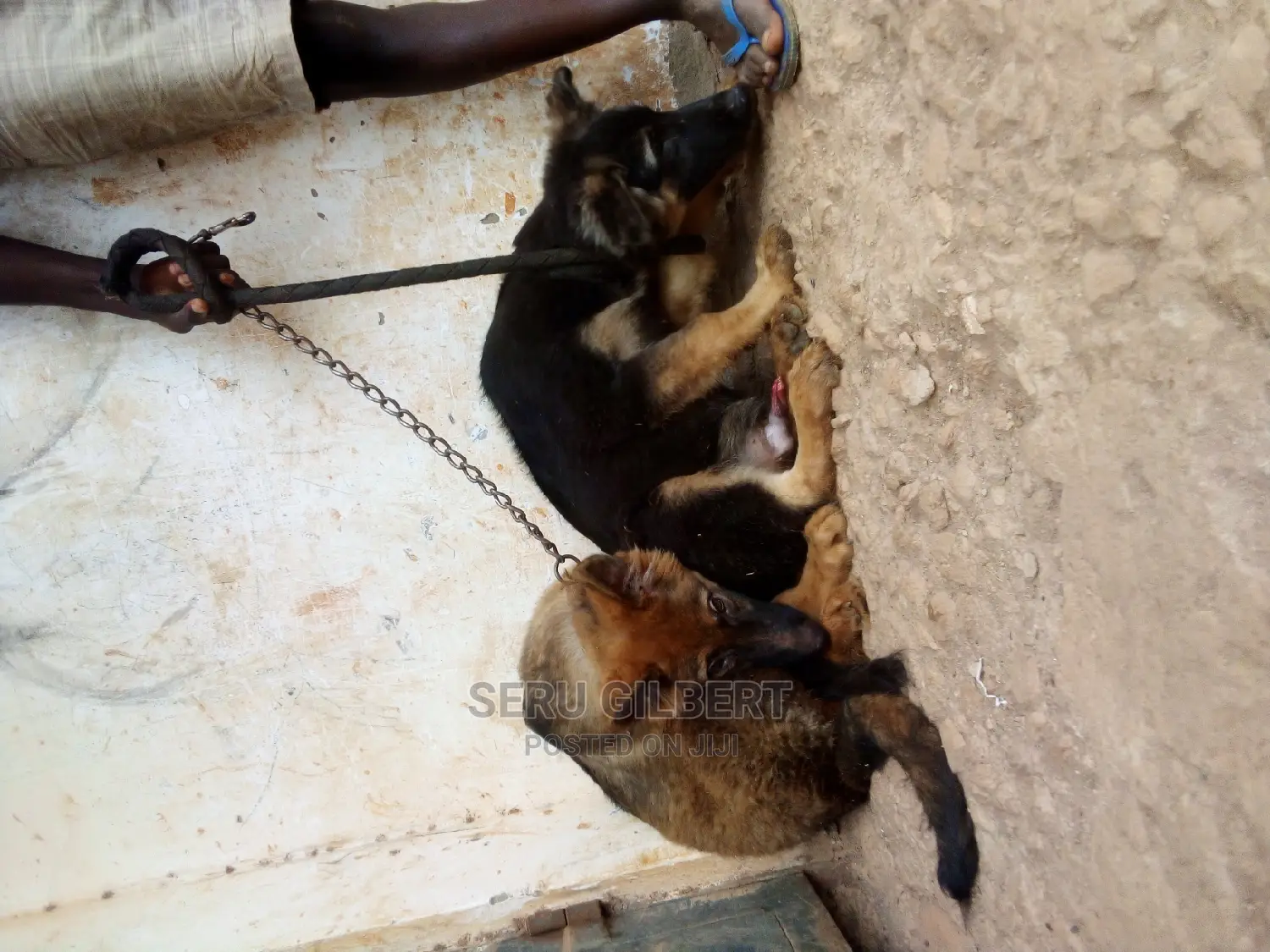3-6 months Male Purebred German Shepherd