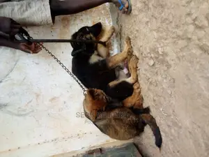 6-12 months Male Purebred German Shepherd